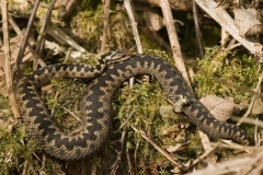 adder_HBO4593