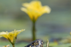 Europese moerasschildpad