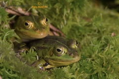 Groene kikker