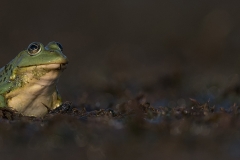 Groene kikker-HB5_7284