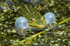 groene kikker-1