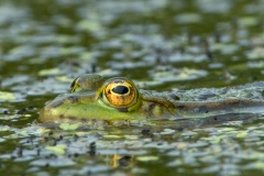 groene kikker-5