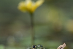 groene-kikker-HB5_2920