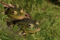 groene kikker_HBO4637