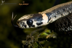 Amfibieën en Reptielen