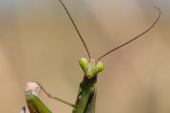 bidsprinkhaan_HBO8769