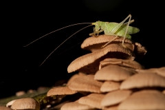 Meconema thalassinum; Boomsprinkhaan; Oak bush-cricket