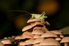 Meconema thalassinum; Boomsprinkhaan; Oak bush-cricket