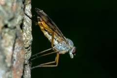 dansvlieg-2