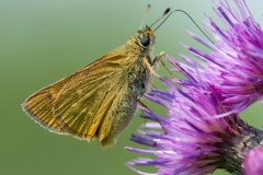 Dikkopje_HBN6450