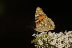 Distelvlinder-DSC_4124