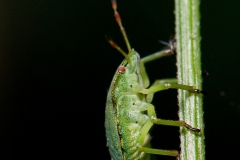 Groene stinkwants