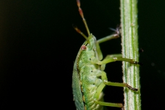 Groene stinkwants_HBN6991