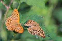 Keizersmantel; Argynnis paphia; Silver-washed Fritillary