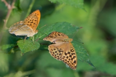 Keizersmantel; Argynnis paphia; Silver-washed Fritillary
