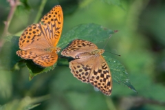Keizersmantel; Argynnis paphia; Silver-washed Fritillary