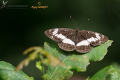 Kleine ijsvogelvlinder