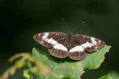 Kleine ijsvogelvlinder; White Admiral; Limenitis camilla