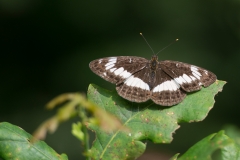 Kleine ijsvogelvlinder; White Admiral; Limenitis camilla