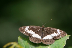 Keizersmantel; Argynnis paphia; Silver-washed Fritillary