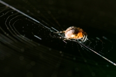 kruisspin_HBN6985