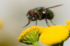 Roodwangbromvlieg_HBN6721