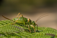 Sabelsprinkhaan Barbitistes serricauda_HBO9627