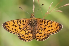 Zilveren-maan_HBN5993