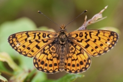 Zilveren-maan_HBN6015