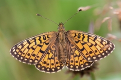 Zilveren-maan_HBN6037