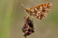 Zilveren-maan_HBN6094