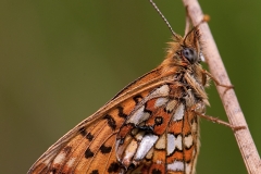 Zilveren-maan_HBN6111