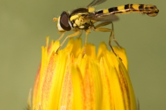 Zweefvlieg_HBN7001