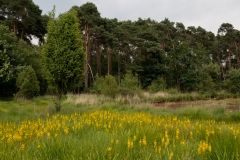 Buurserzand jeneverbes en beenbreek_HBN6512