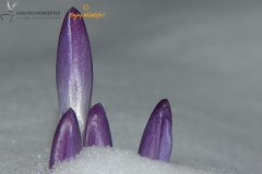 Crocus