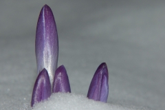 Crocus-2