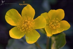 Dotterbloem
