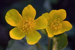 dotterbloem-1-a