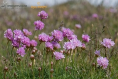 Engels gras