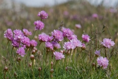 Engels-gras_HBN3386