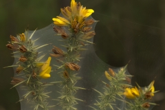 Gaspeldoorn-Ulex-minor