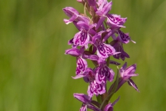 Gevlekte orchis