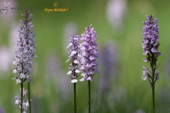 Flora