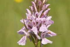 Gevlekte-orchis-1
