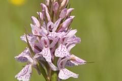 gevlekte-orchis_HBO0113