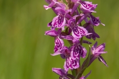 gevlekte-orchis_HBO0172