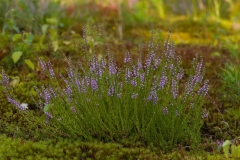 Heide-1