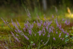 Heide-2