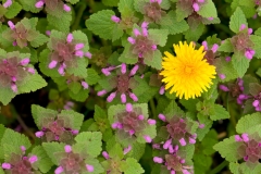 hondsdraf_HBN5874