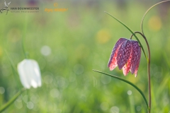 Kievitsbloem